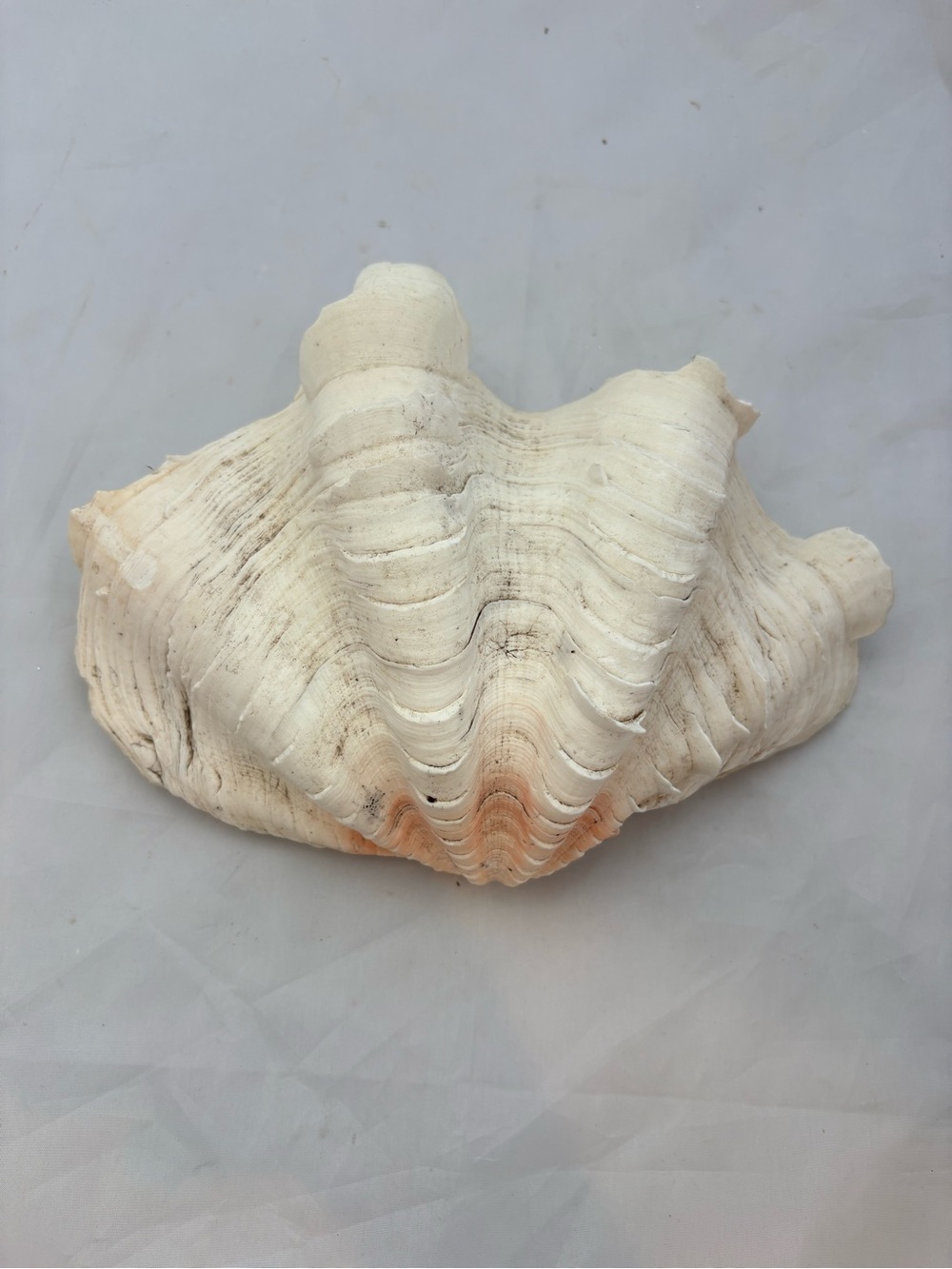 Vintage Giant Clam Shell with Deeply Grooved Flutes and Light Pink Coloring